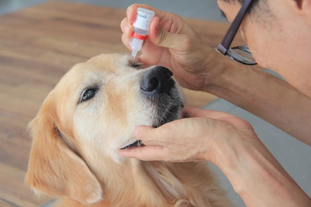 Глазные капли для собак Декта 2 - применение, состав, отзывы ветеринаров
