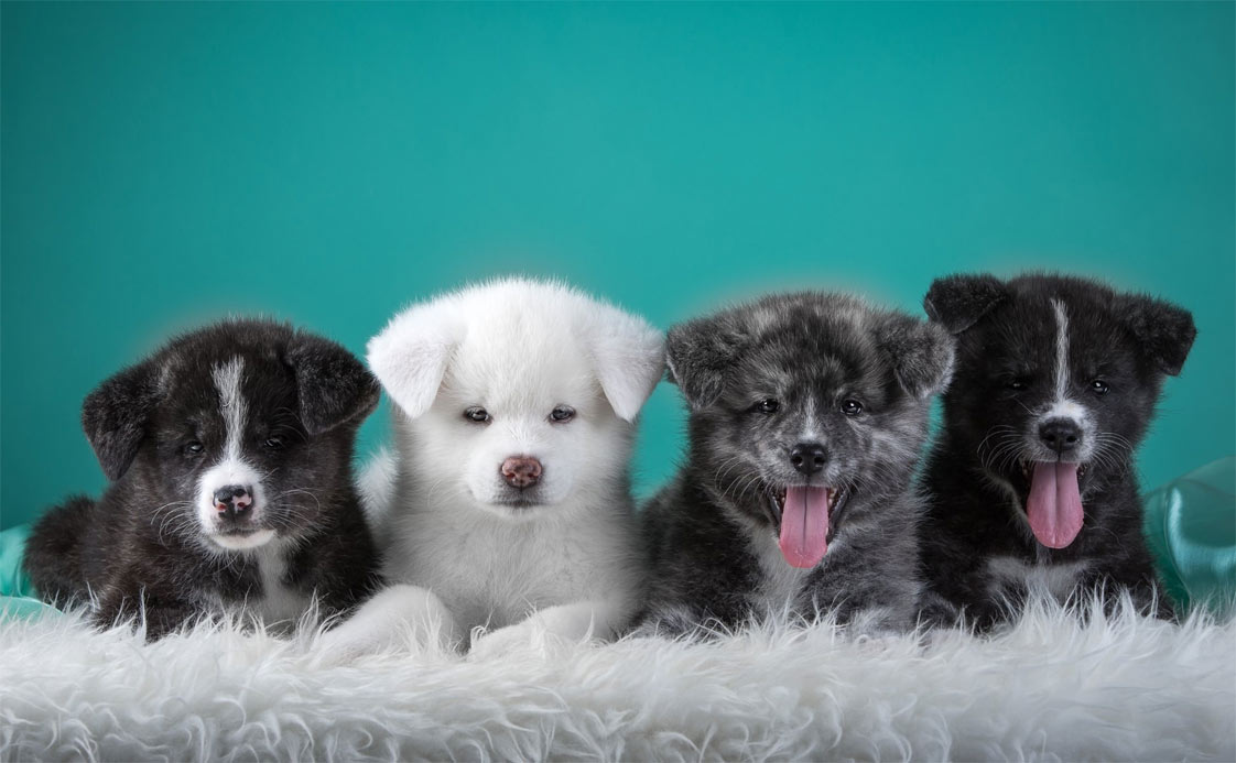 Интересные и оригинальные имена для собак по цвету