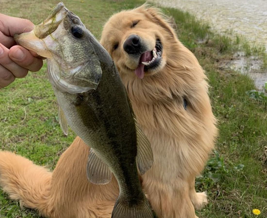 Какую рыбу можно давать собаке