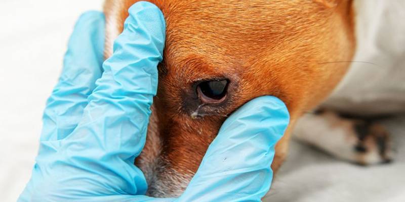 Пролапс третьего века (слезной железы) у собак: лечение