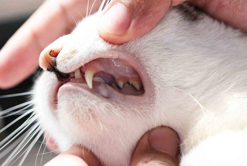 Зубы у кошки