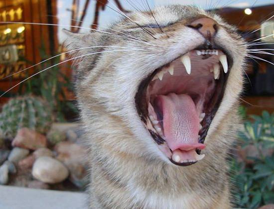 У кошки болят зубы: что делать