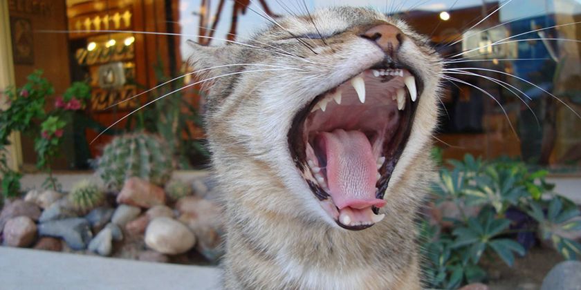 У кошки болят зубы: что делать
