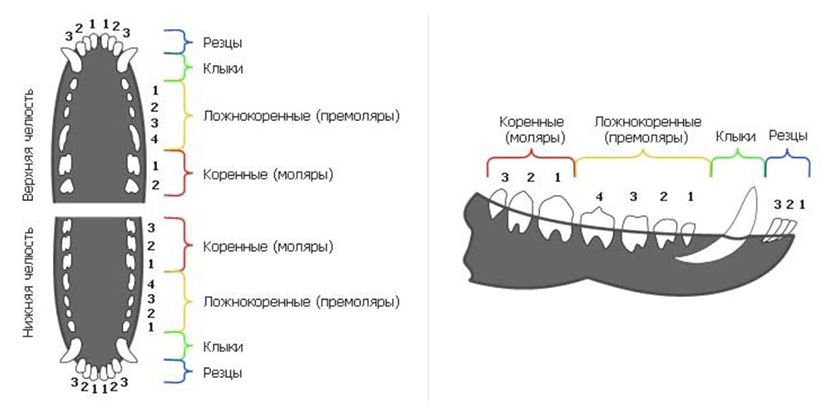 Схема зубов у кошки