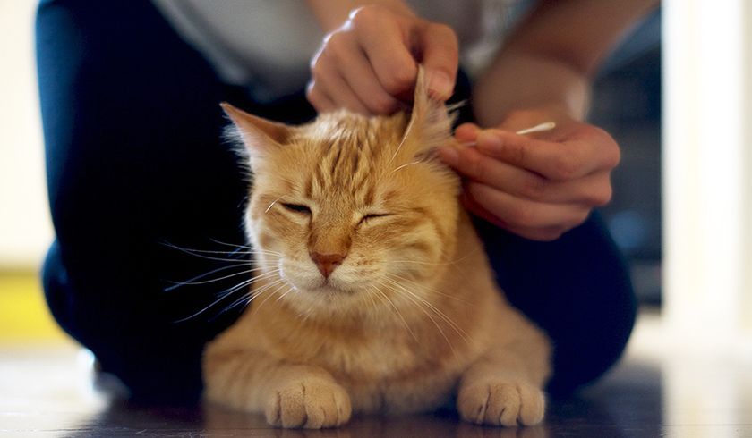 Рыжему коту чистят уши