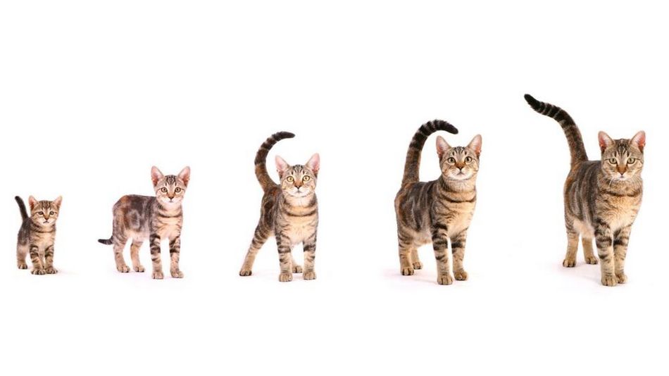 Этапы развития кошки