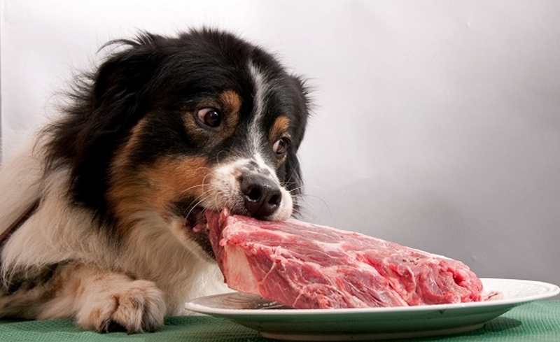 Собака с куском мяса
