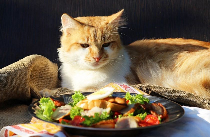Кот возле тарелки