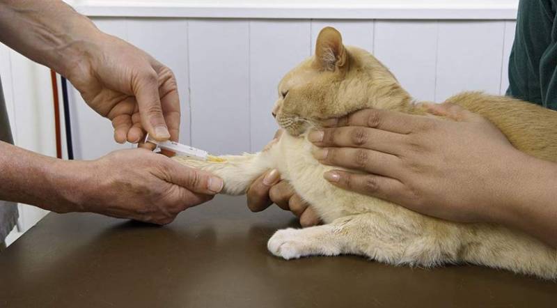 Мочекаменная болезнь (МКБ) у котов и кошек: признаки, лечение камней в ...