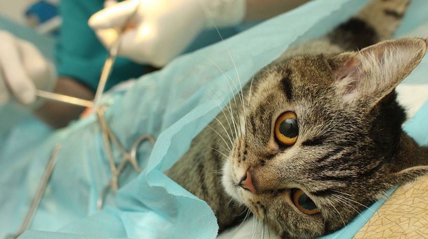 Операция при МКБ у кота