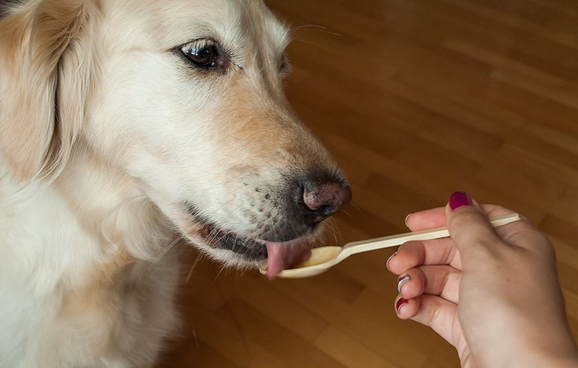 Собака ест из ложки