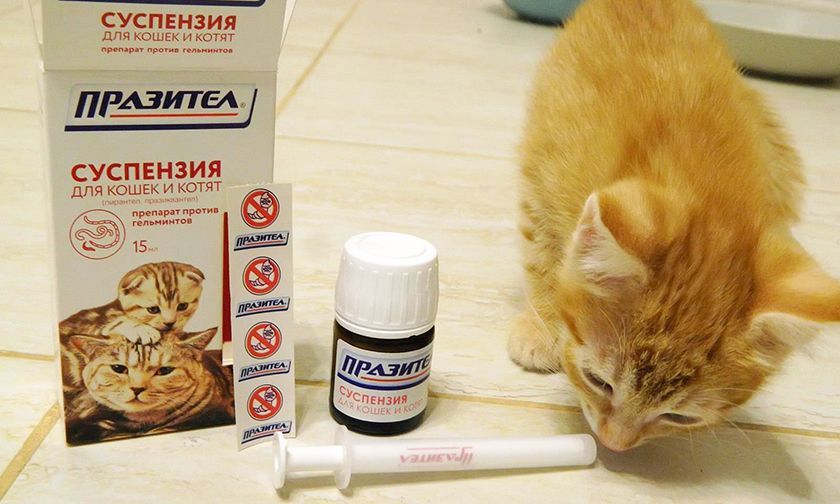 Лекарство от паразитов для кота
