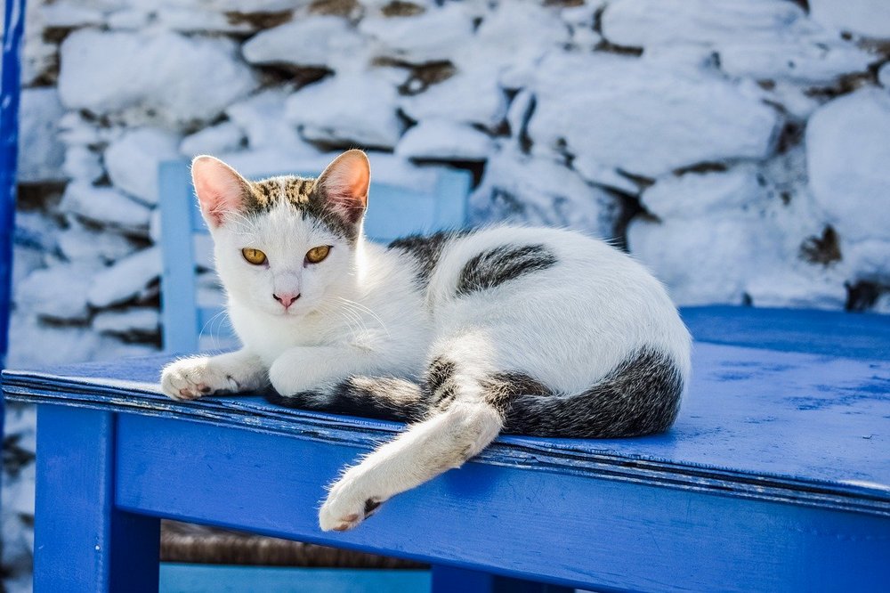 Двухцветная кошка Эгейской породы