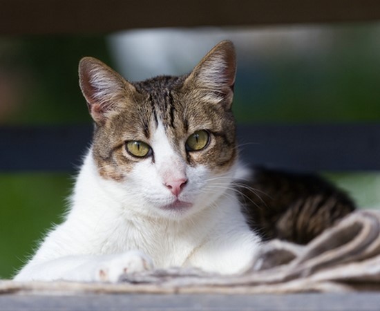 Эгейская кошка: описание породы