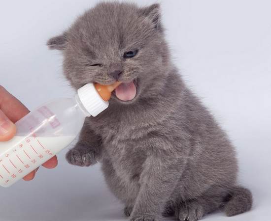 Кормление котенка из бутылочки