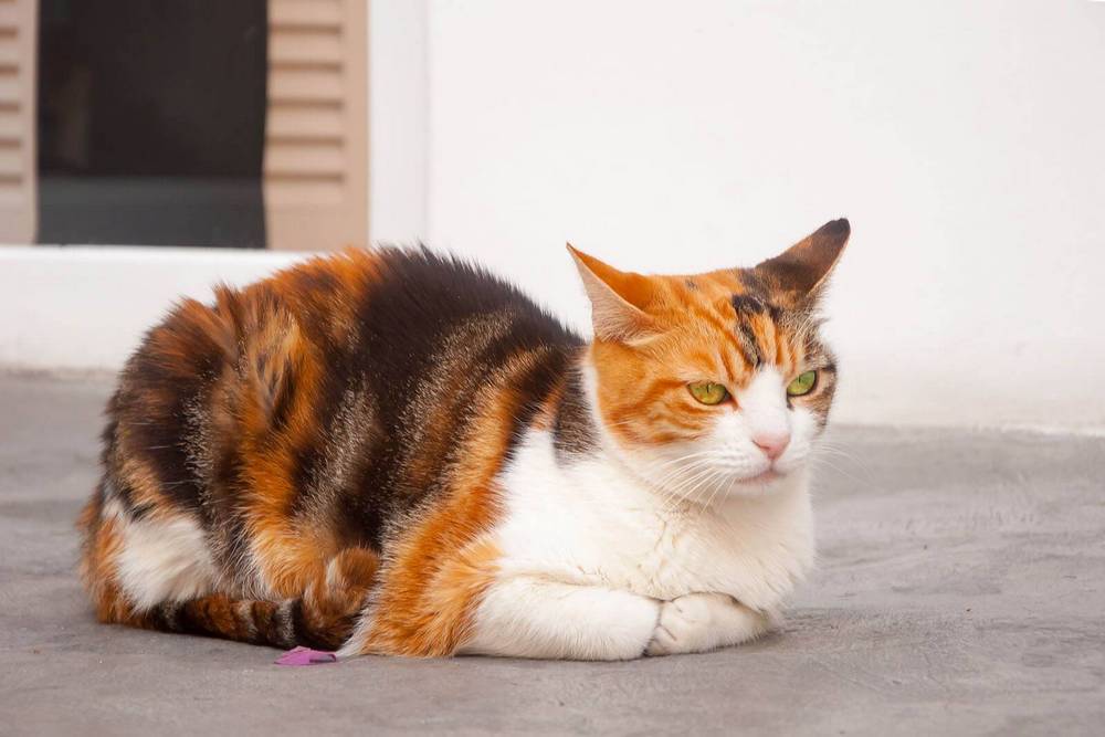 Эгейский трехцветный кот