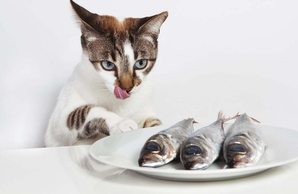 Рыба на тарелке и кот