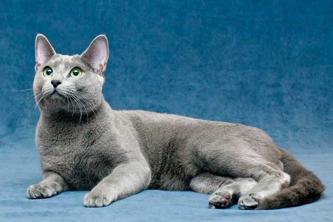 Голубая русская кошка