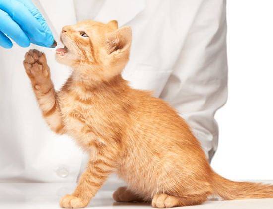 Дегельминтизация кошек и котов