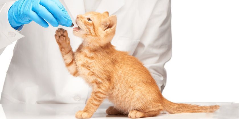Дегельминтизация кошек и котов