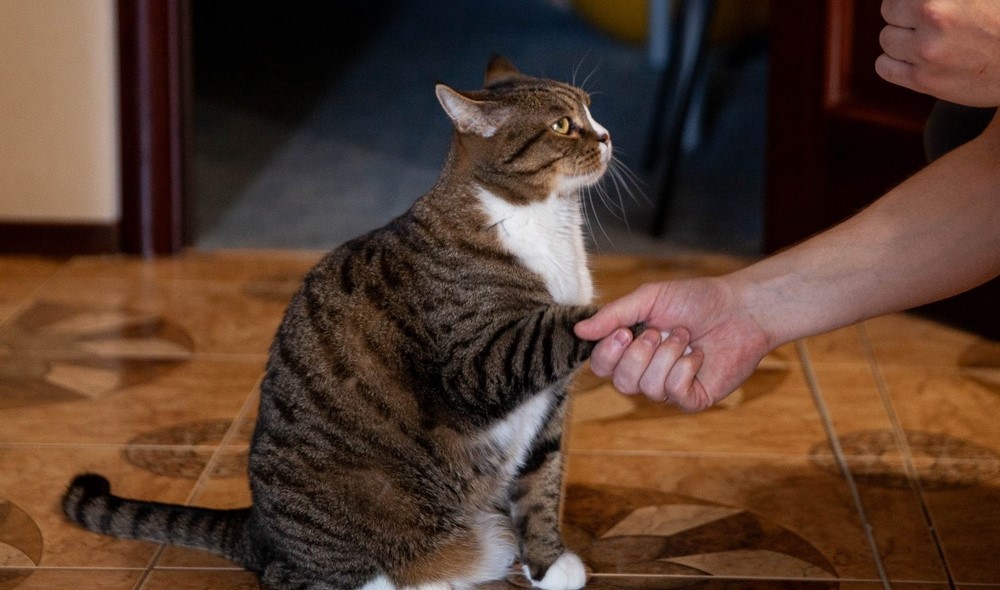 Кот и рука человека