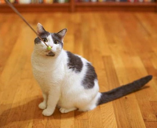 Как дрессировать кошек и котов в домашних условиях