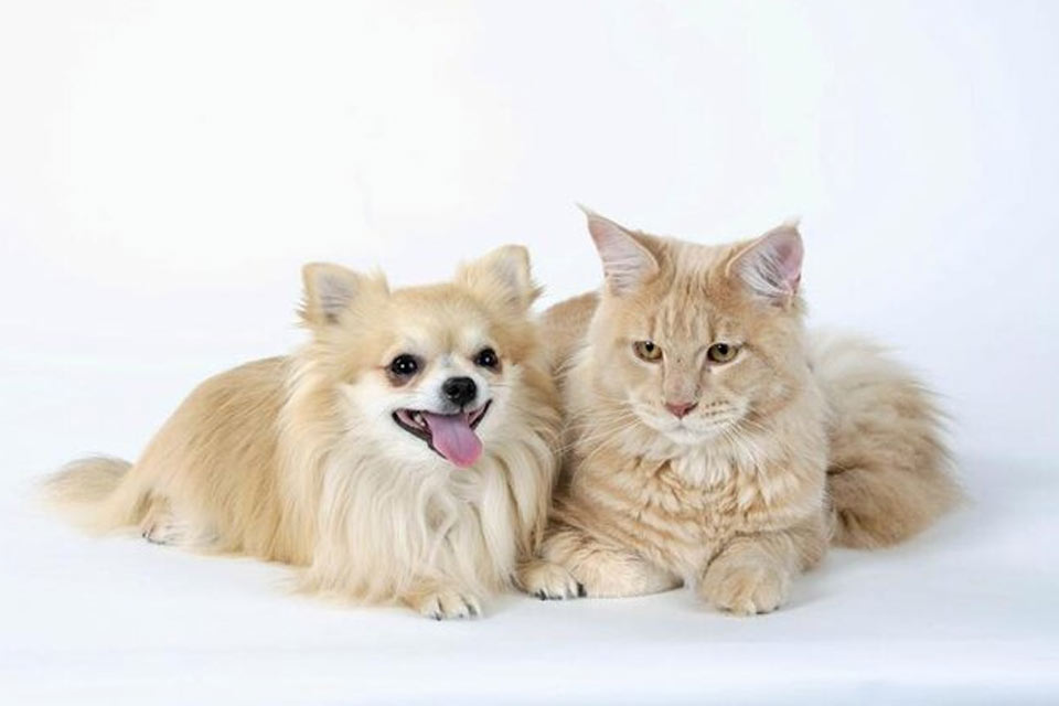 Чихуахуа  и кошка