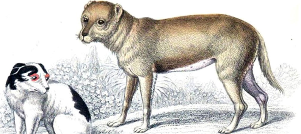 Собаки Течичи - предки Чихуахуа