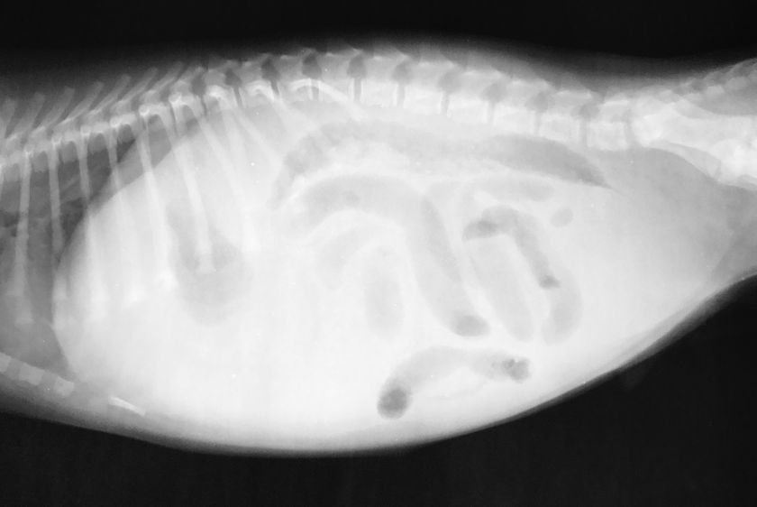 Рентген брюшной полости кота 