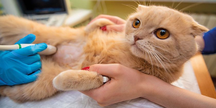Асцит у кошек: симптомы и лечение