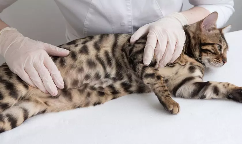 Водянка у кошек: виды, причины и диагностика заболевания