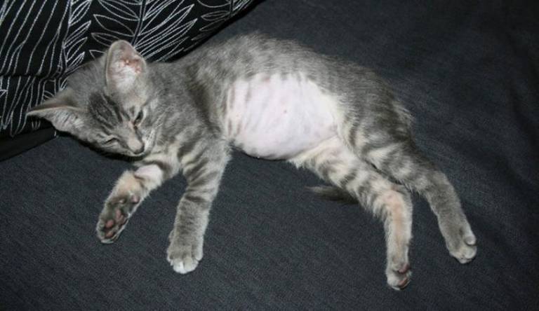 Асцит у кошек: симптомы водянки, причины и лечение, препараты