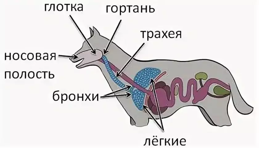 Дыхательная система собаки. Дыхательная система собаки схема. Дыхательная система млекопитающих собака. Дыхательная система млекопитающих на примере собаки. Схема строения дыхательной системы млекопитающих.