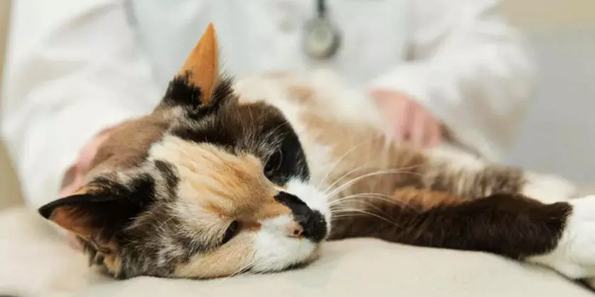 Діагностика бордетеллезу у кошек