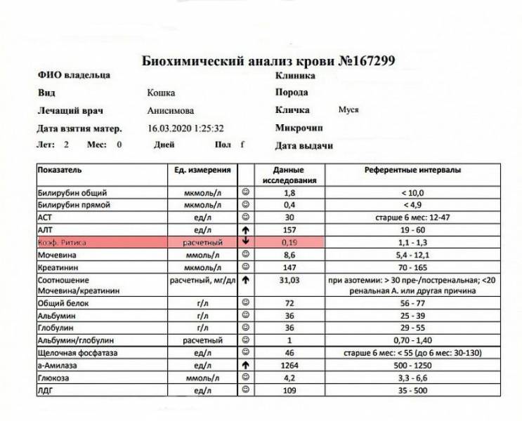 Коэффициент ритиса у кошек понижен: что это, лечение, симптомы
