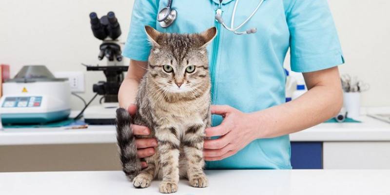 Коэффициент ритиса у кошек понижен: что это, лечение, симптомы
