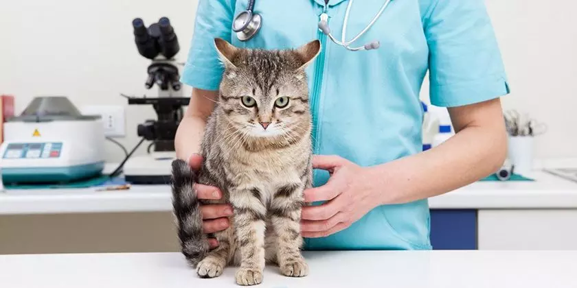 Коэффициент ритиса у кошек понижен: что это, лечение, симптомы