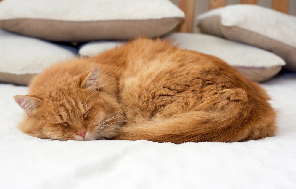 Спящий кот, подушки