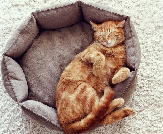 Почему кошки и коты много спят