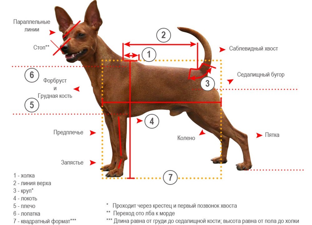 Собака и обозначение частей тела
