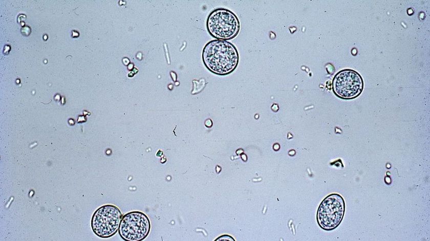 Кокцидии под микроскопом