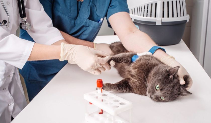 Анализ крови у кошки