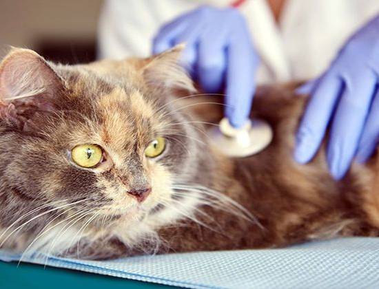Вирус иммунодефицита у кошек