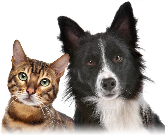 Как надежно защитить собаку и кошку от глистов и инфекций, передаваемых эндопаразитами?