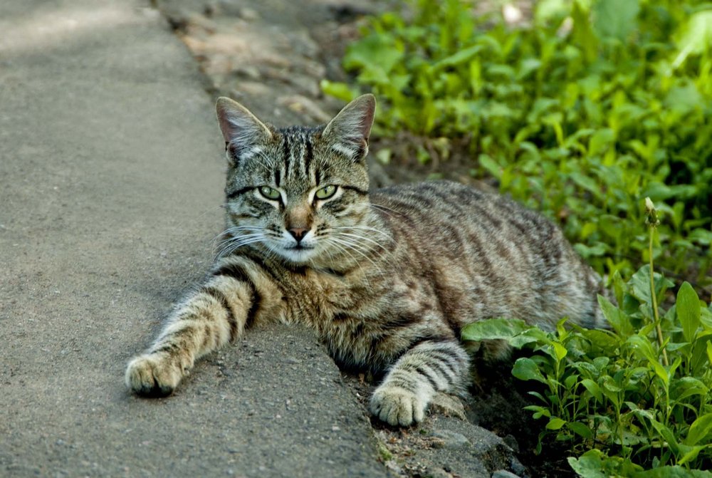 Беспородный кот в траве