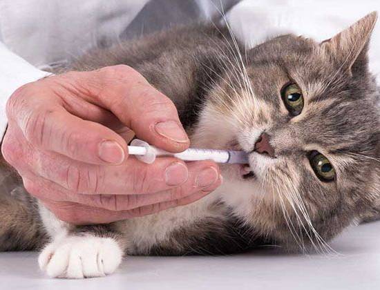 Микоплазмоз у кошек: симптомы и лечение