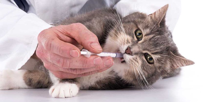 Микоплазмоз у кошек: симптомы и лечение