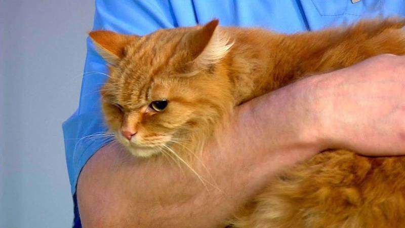 Геморрой у кошек: бывает ли у котов, симптомы, лечение | фото как выглядит