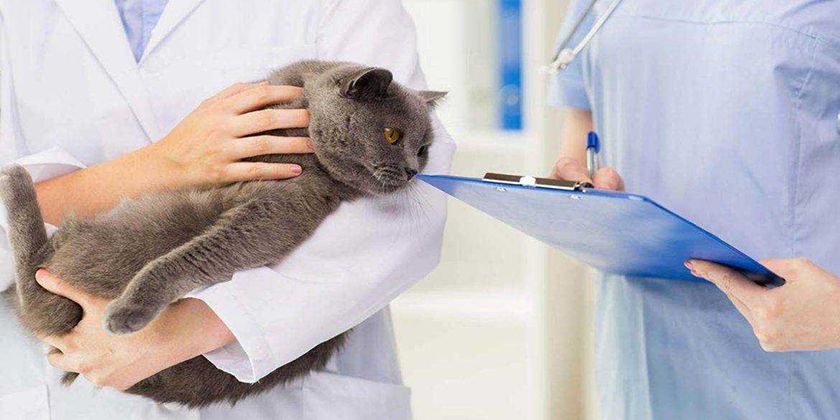 Кот в клинике