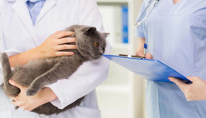 Кот у врача